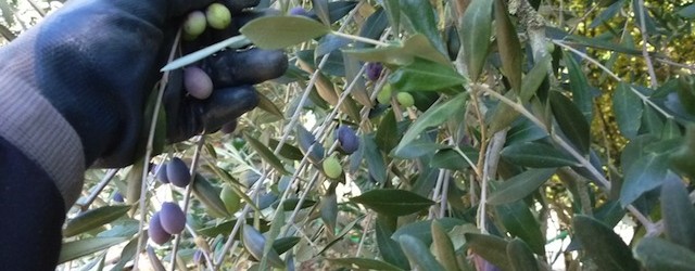 Andria, Avvio stagione olivicola: paure e dubbi degli operatori per controlli