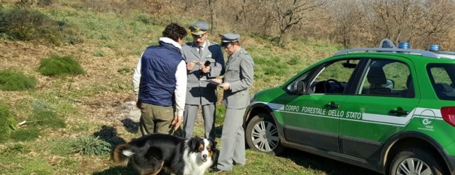 Parco dell’Alta Murgia: raccoglievano tartufi con tesserini falsi, tre denunciati