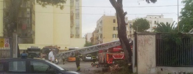 Trani – Cade un ramo da albero dei capannoni Ruggia. Nessuna conseguenza