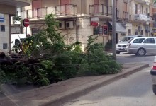 Andria – Via Puccini: Alberi sui passanti a causa del vento