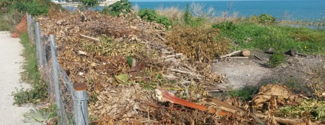 Trani – Discarica di residui di potatura scoperta in zona Mongelli