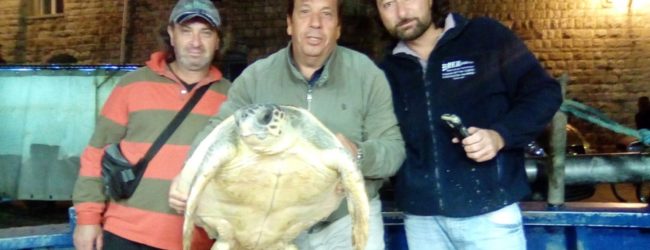 Recuperata tartaruga caretta caretta, Salvemini: “sensibilità marineria tranese”