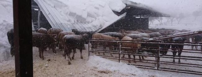 Coldiretti Puglia, stanno morendo animali