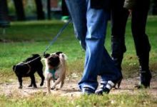 Barletta – Di Cuonzo (FI): raccolta firme per dire stop alle deiezioni canine lasciate per strada
