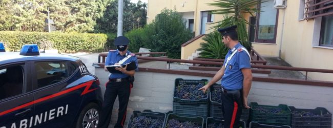 Bari Carbonara – Ruba 400 chili d’ uva, arrestato un pregiudicato