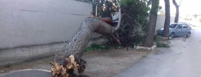 Trani – Ancora un albero spezzato. Colpa del vento?