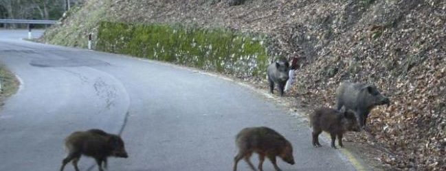 Emergenza cinghiali: l’Ente Parco Alta Murgia chiede azioni urgenti e impegno di tutti