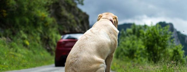 Trani – Campagna di sensibilizzazione contro l’abbandono dei cani