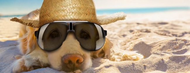 A rischio il turismo Animal friendly in Puglia, la denuncia del CAAP