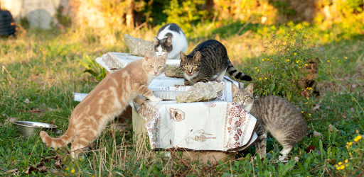 Molfetta – Gattini falciati tra l’erba alta nel giardino della sede municipale di Lama Scotella