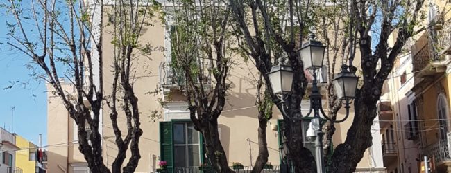 Legambiente Barletta, denuncia l’inappropriata potatura di alberi in città