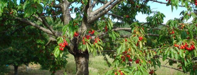 Ciliegie, quest’anno la produzione regionale giù di oltre il 40%. In 10 anni è raddoppiata la concorrenza straniera